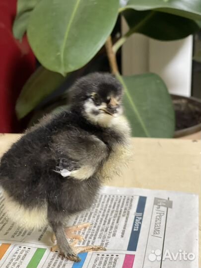 Петух маран черно медный