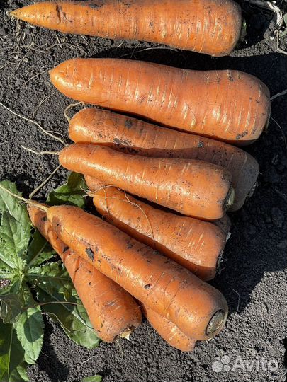 Морковь