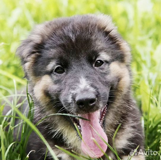 Щенок в добрые руки бесплатно