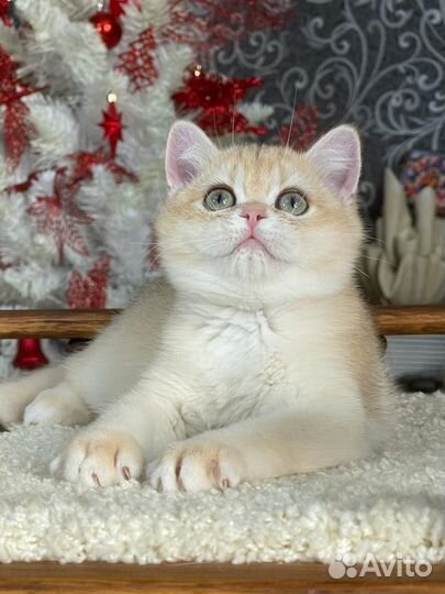 Золотые котята