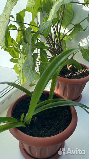 Сингониум и гипераструм