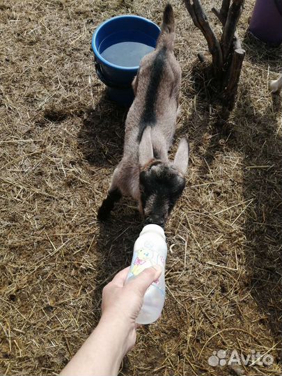 Молоко козье