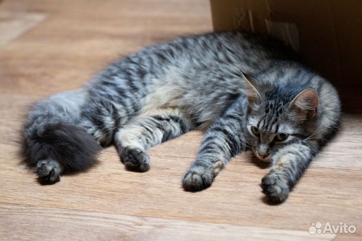 Очаровательная котодевочка Бейли ищет добрые ручки