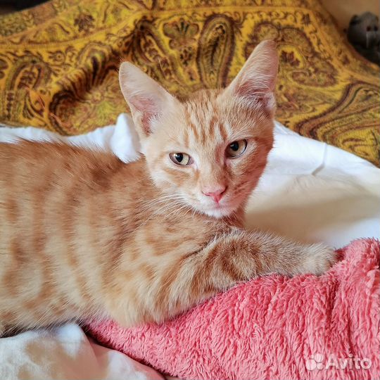 Рыжий котенок в добрые руки