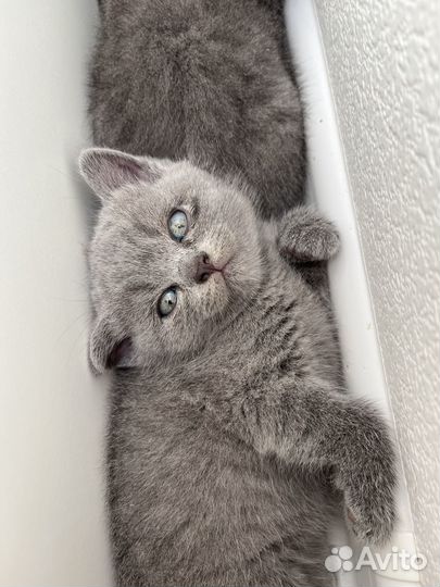 Британские котята