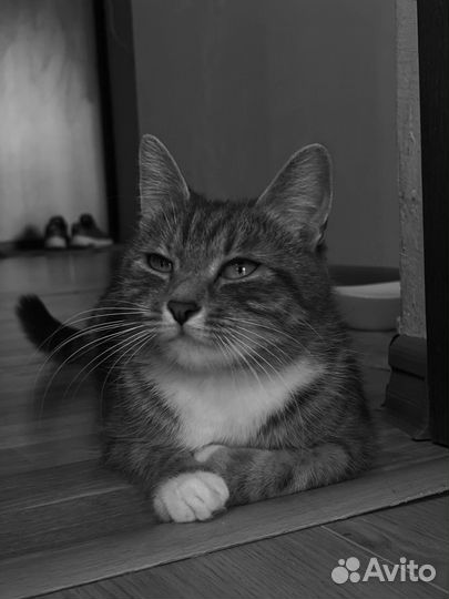 Кошечка Мия