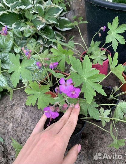 Многолетние садовые растения. Цены от 150 до