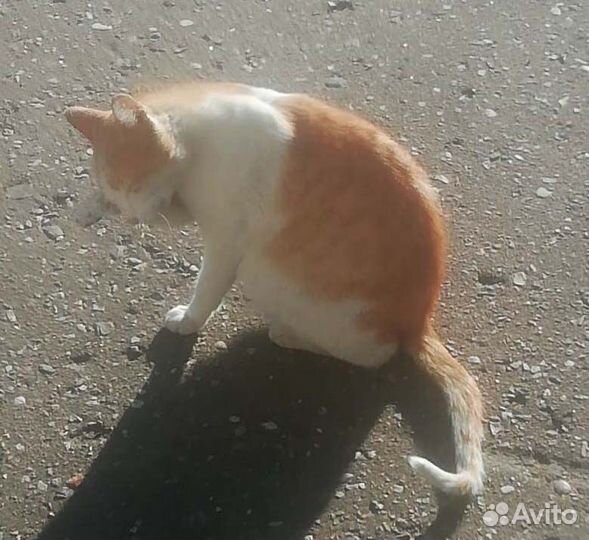 Рыжая красотка ищет дом. Москва, Ромашково