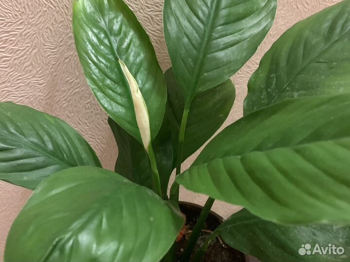 Спатифиллум