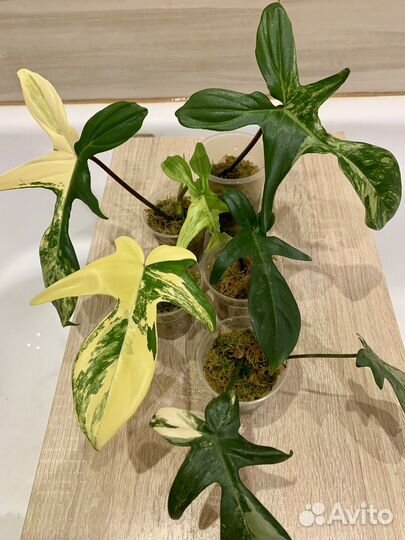 Филодендрон Маска (magic mask)