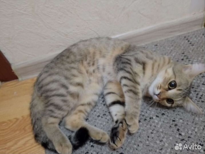 Кошка в добрые руки