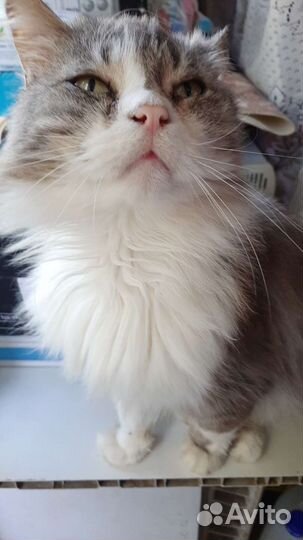 Котик в дар