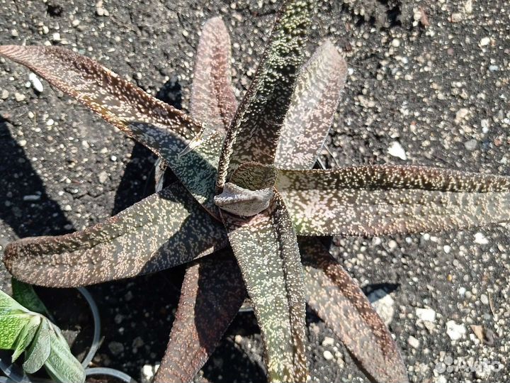 Гастерия вариегатная; Хавортии