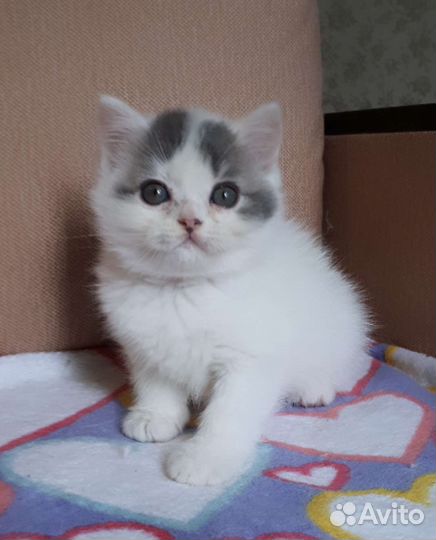 Шотландский котенок