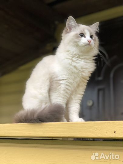 Невская маскарадная (Илона), с родословной