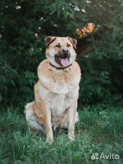Серьёзный большой друг ищет лучший дом
