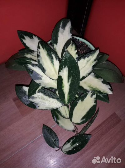 Verticillata variegata