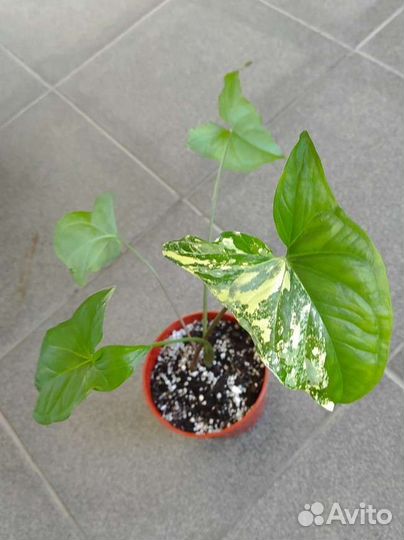 Комнатные растения