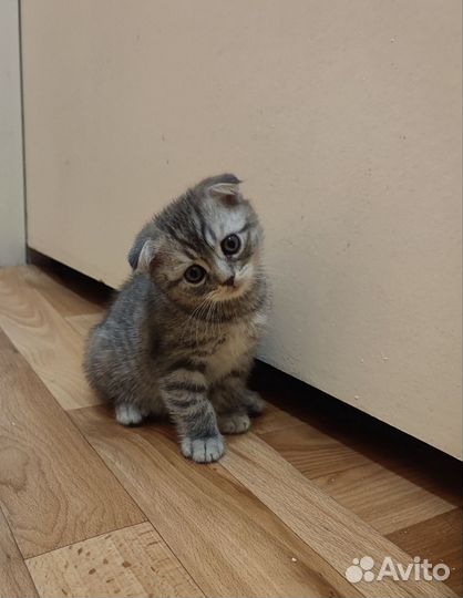 Шотландская