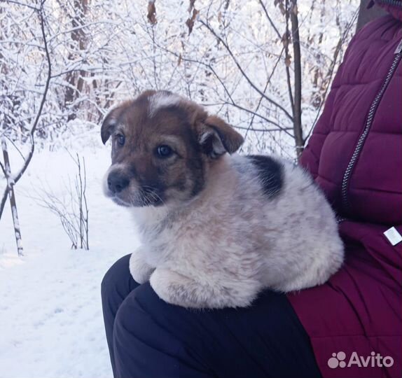 Щенок-девочка