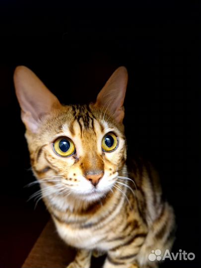 Бенгальская кошка