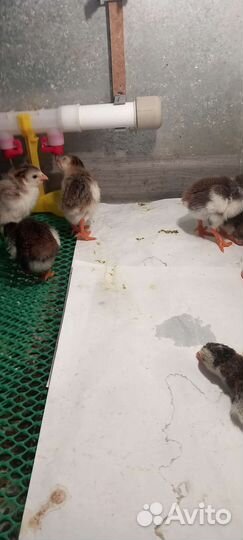 Цесарки суточные