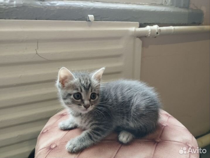 Коты и кошка