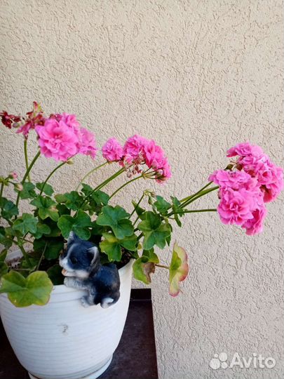 Пеларгония герань розебудная розовая