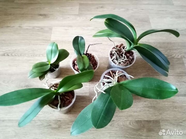 Орхидея фаленопсис мультифлора