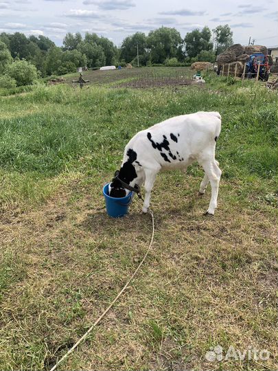 Телята трех месяц