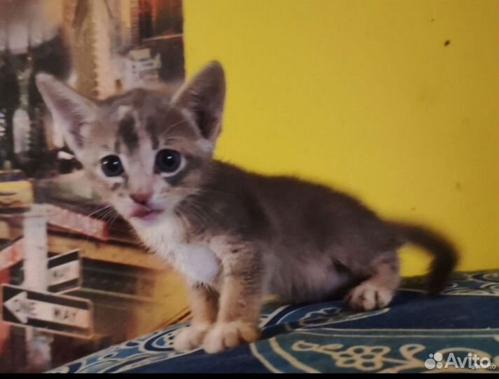 Полуабиссинские котята