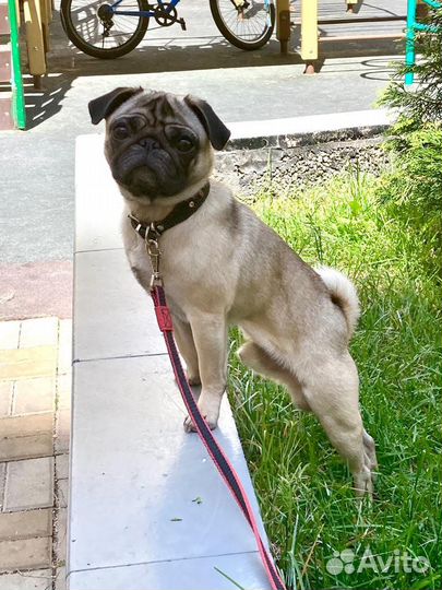 Мопс вязка мальчик