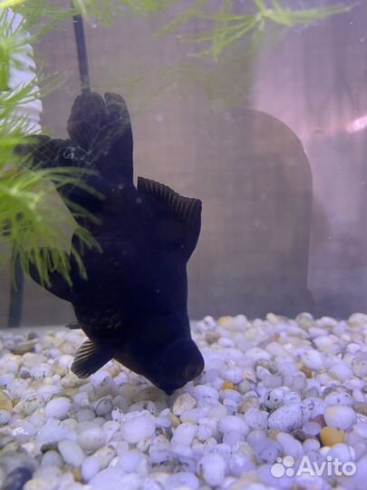 Золотая рыбка