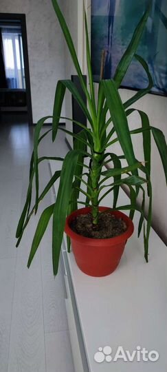 Пальма юкка