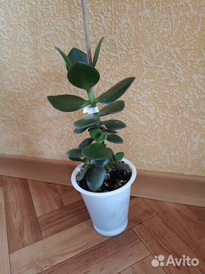 Декабрист, Денежное дерево