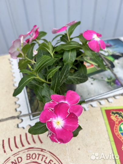 Катарантус ампельный