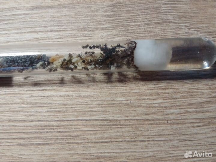 Муравьи Messor structor