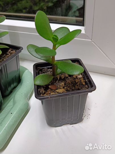 Цветок Денежное дерево (Толстянка)