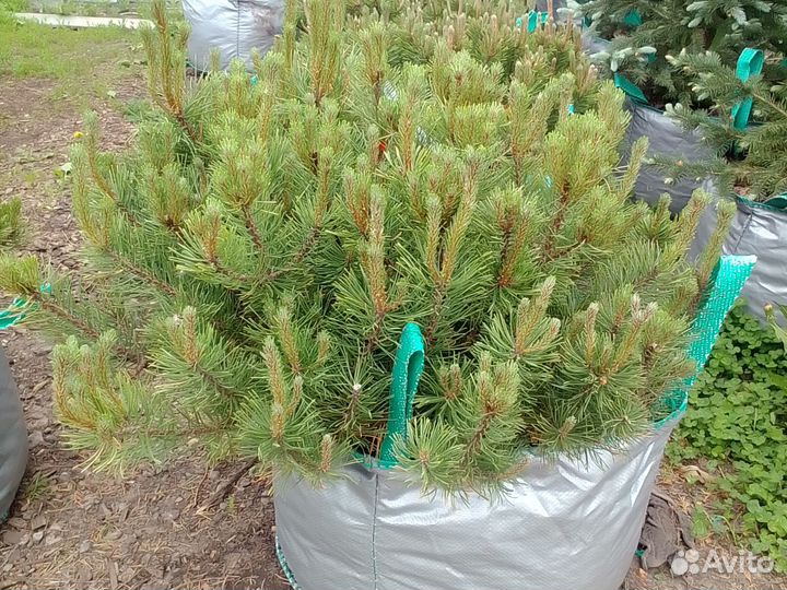 Сосна горная