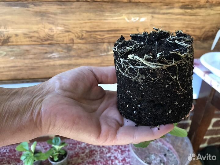 Айва японская (Хеномелес)