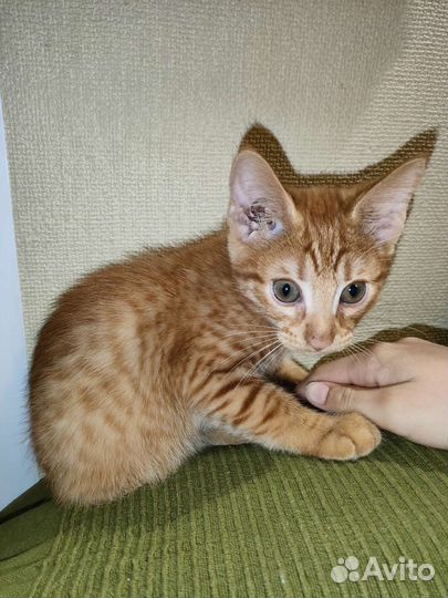 Рыжие котята