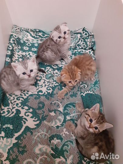 Шотландснские котята