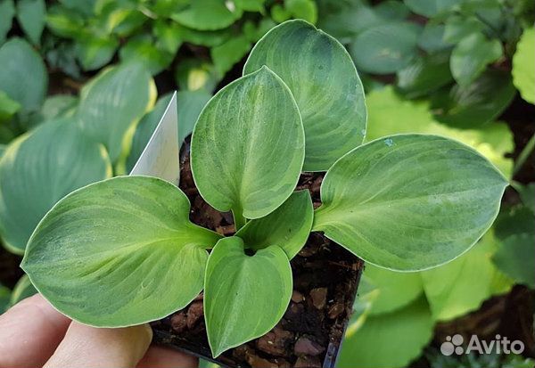 Саженцы хосты, медуница