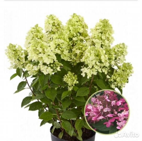 Гортензии,мордовник, синюха, волжанка,фундук