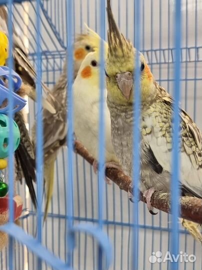 Корелла молодые