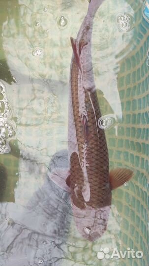 Живая рыба, карп, толстолобик