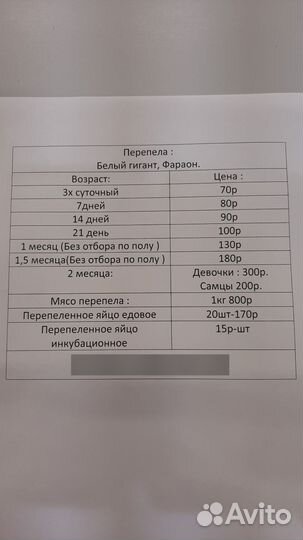 Перепела цыплята