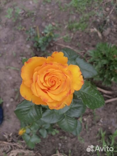 Розы на срез