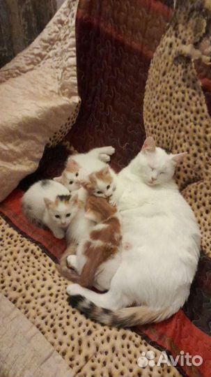 Кошки в добрые руки бесплатно