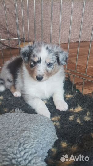 Щенки шелти